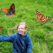 butterfly butterfly