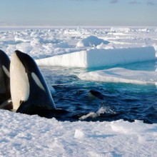 frozenplanet