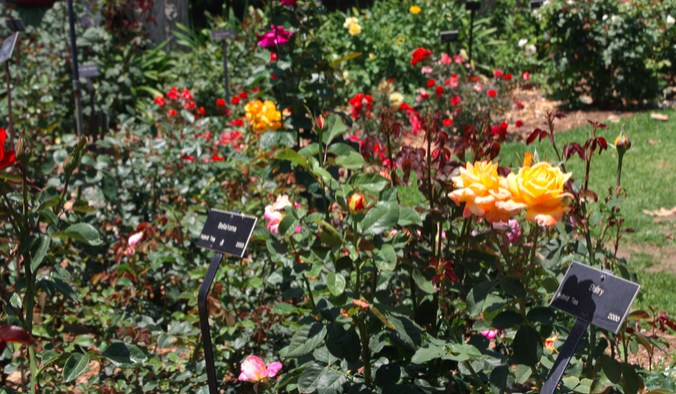 the huntington rose garden