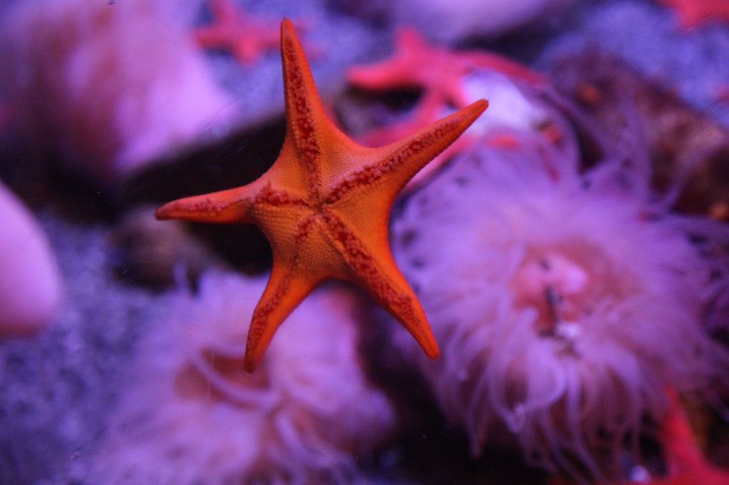 Long Beach Aquarium Starfish