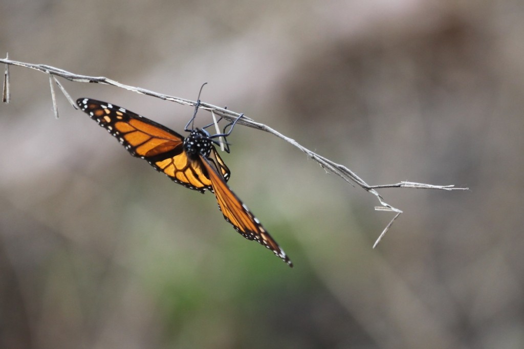 Monarchs