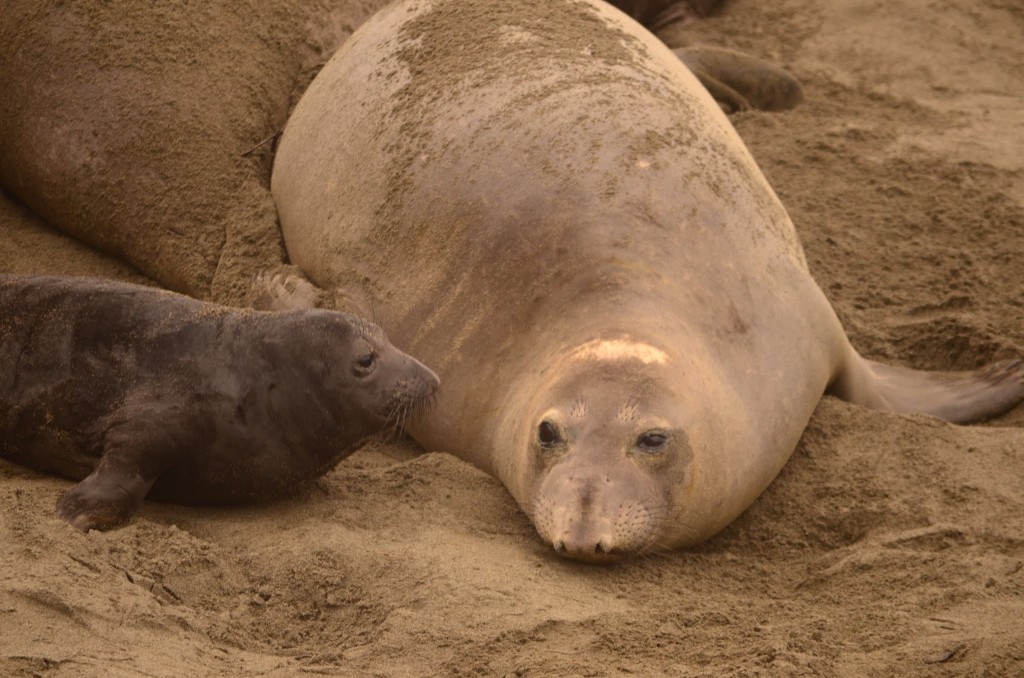 Elephant Seals