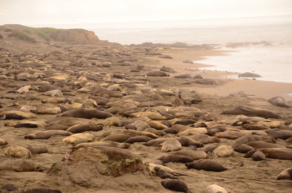 Elephant Seals