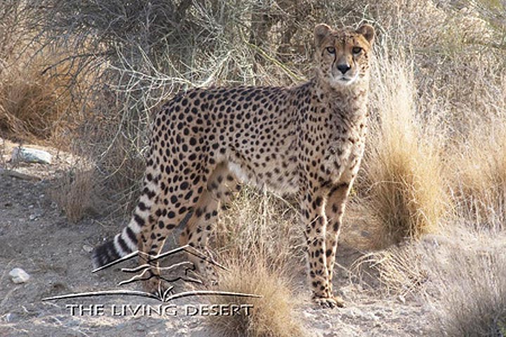 animal-cheetah
