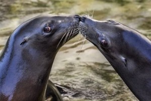 KissingSeaLions_RobinRiggs_nocommercialuse.jpg_405_270_80auto_c1_c_c_0_0_1