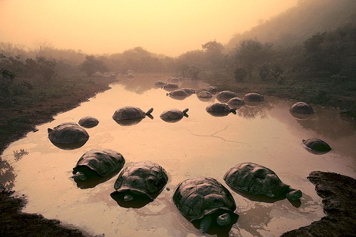 Giant Tortoises at Dawn by Frans Lanting