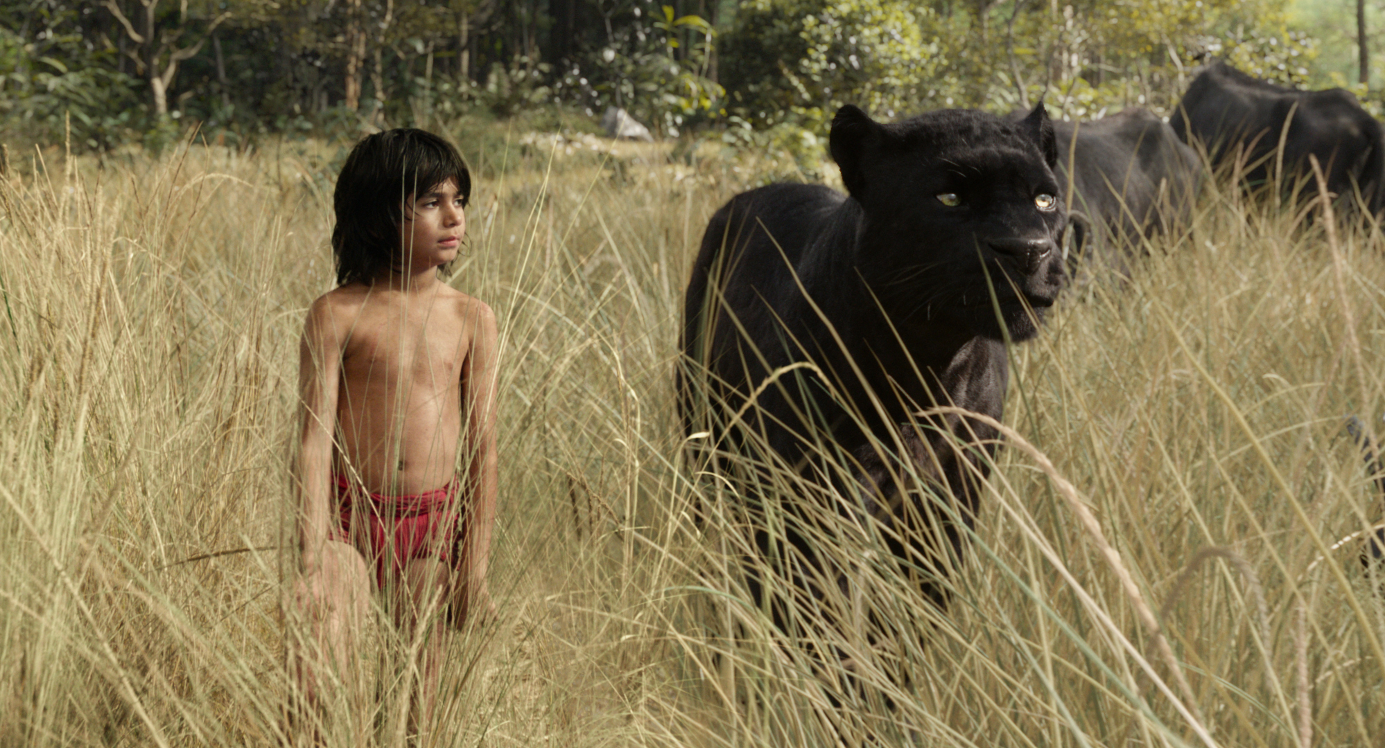 Mowgli (newcomer Neel Sethi) and Bagheera (voice of Ben Kingsley) embark on a captivating journey in ?The Jungle Book,? an all-new live-action epic adventure about Mowgli, a man-cub raised in the jungle by a family of wolves, who is forced to abandon the only home he?s ever known. In theaters April 15, 2016. ..?2015 Disney Enterprises, Inc. All Rights Reserved.
