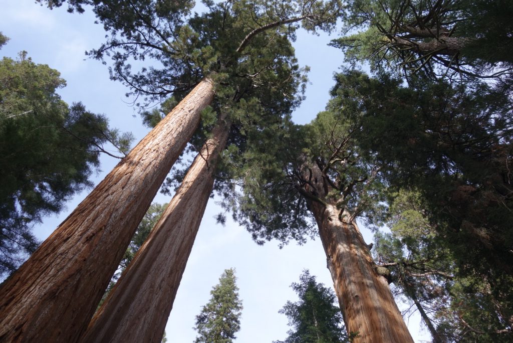Sequoia National Park Skyview