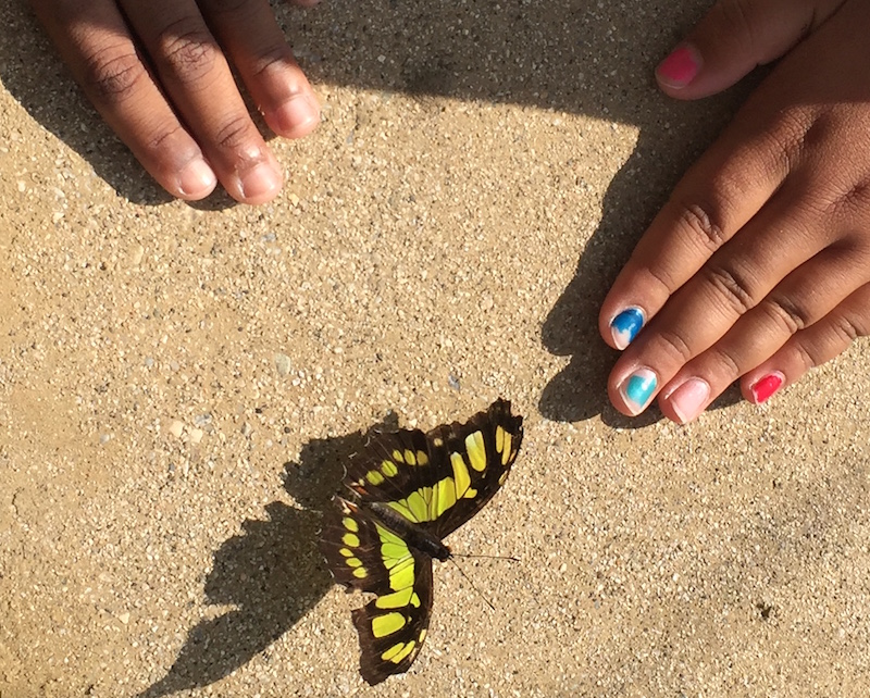 butterfly pavilion