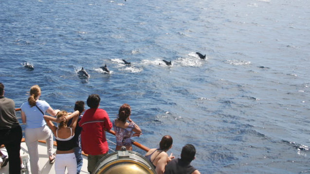 long-beach-whale-watching-whales-cruise-for-two